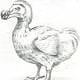 dodo