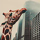 city giraffe