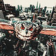 city owl