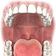 Illustration Ober- und Unterkiefer mit Zähnen und Zunge