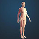 Illustration Muskelsystem an einer weiblichen Figur