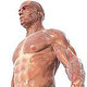 Muskelsystem des Mannes (Oberkörper)
