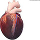 Menschliches Herz mit versorgenden Blutgefäßen