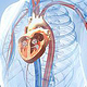 Herz im 4-Kammerblick in gläsernem Körper