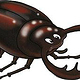 Hirschkäfer