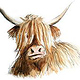 Highland Cow