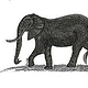 „Elefant“