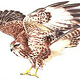 Bussard