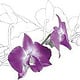 Dendrobium phalaenopsis Hybride