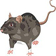 Ratte Zeichenfläche 1