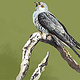 Illustration: Kuckuck Stil 2. Aquarell auf Papier