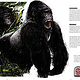 Gorilla (Sachbuch) Beispielseite
