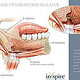 Topografie der Mund-/Kiefer-/Zungenmuskulatur und Nerven