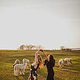 Dancing with alpacas