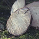 FoW 09 Bäume fällen