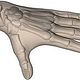 Mann Skelett Hand