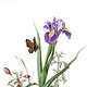 Iris und Fuchsien – Aquarell