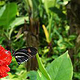 Buttefly on red flower