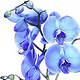 eine blaue Orchidee