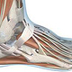 Medizinische Illustration Orthopädie: Sprunggelenk