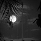 Full Moon behind Palm trees