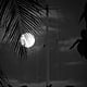 Full Moon behind Palm trees