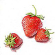 Erdbeeren – Aquarell