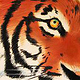 Tiger, Pastellkreide