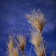 Gras