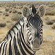 Ethosa NP Namibia Zebra