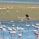 Flamingo in Namibia