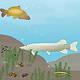 Tiere im See, unter Wasser