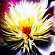 Flower 1 / Blüte 1