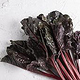 Red Chard