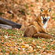 Fuchs, Slowenien