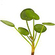 wissenschaftliche Illustration „Pilea“