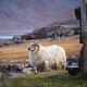 Schaf vor alten Wikingersiedlungen, Südgrönland, Igaliku, 2019