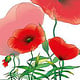 Klatschmohn 2013