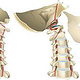 Halswirbel mit A. Vertebralis