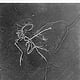 Archaeopteryx Lithographica, 11th specimen, monochrome