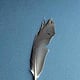 bent dove feather on blue background, upper side