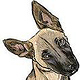 Junghund Illustration