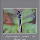 Buch Odonata Persica – Libellen des Iran