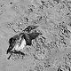 Dead Bird in the Sand