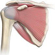 shoulder anatomy