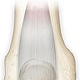 Knee anatomy