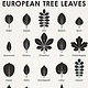 European Tree Leaves