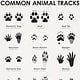 Common Animal Tracks
