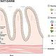 Schaubild für Symbioflor, digitale Illustration
