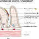Schaubild für Symbioflor, digitale Illustration